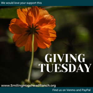 flower with text to support Smiling Hogshead Ranch on giving tuesday